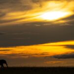 Beverly Joubert Instagram - There’s a visceral beauty to African landscapes, especially at sunrise or sunset when the sky becomes a canvas of amber and gold. Even elephants are dwarfed by these expansive ‘skyscapes’, reduced to just outlines on the horizon that move in harmony with nature’s delicately balanced rhythms.⁣ ⁣⁣ #elephants #wildlife #nature