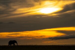 Beverly Joubert Instagram - There’s a visceral beauty to African landscapes, especially at sunrise or sunset when the sky becomes a canvas of amber and gold. Even elephants are dwarfed by these expansive ‘skyscapes’, reduced to just outlines on the horizon that move in harmony with nature’s delicately balanced rhythms.⁣
⁣⁣
#elephants #wildlife #nature