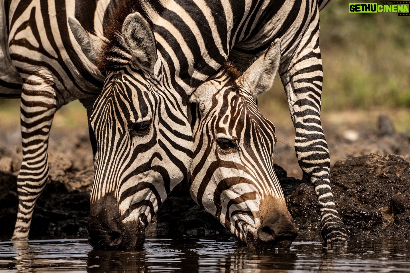 Beverly Joubert Instagram - Two heads are better than one ... This pair of zebras almost appear to merge into a single animal as they jostle for a spot at a drinking hole. It's easy to see how their dazzling coats could create confusion amongst predators that are unable to pick out an individual animal. But many scientists now believe that the zebra's stripes may have more to do with deterring biting flies than with bewildering any would-be attackers. Insects like tsetse flies and horseflies can be more than an annoyance for African mammals. These biting insects can carry dangerous diseases like sleeping sickness and equine influenza, and a zebra's thin hair does not provide much of a barrier to getting bitten. Research indicates that flies are less likely to land on striped surfaces, suggesting that the zebra's unique coat could be an effective deterrent. #wildlife #nature #zebras