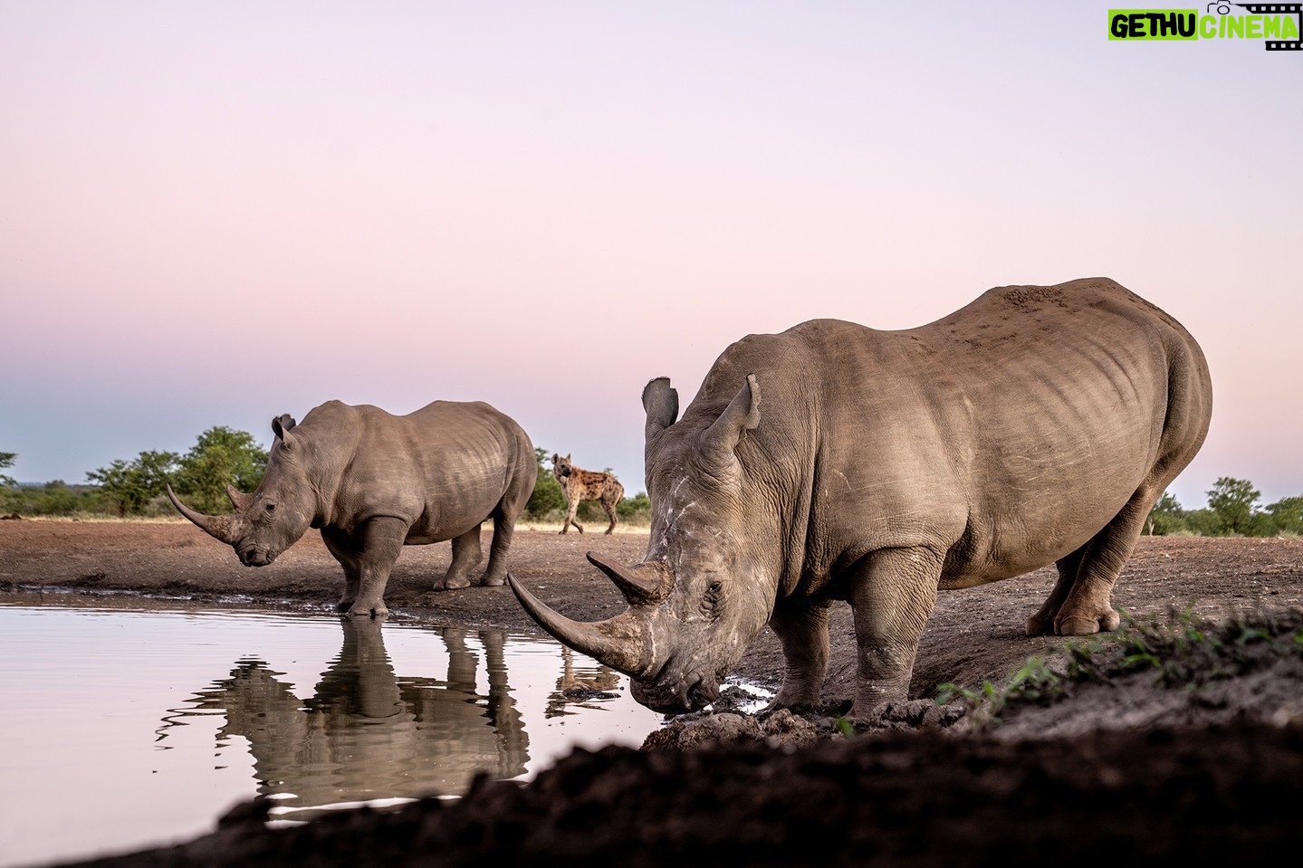 Beverly Joubert Instagram - Framed between two tank-like rhinos, a spotted hyena crept past to quench its thirst at a quieter part of the waterhole. Although hyenas are ambitious and determined hunters easily capable of tackling large prey, healthy adult rhinos are not on the menu. These two paid little heed to the predator and instead focused their attention on gulping down several litres of water. Rhinos can survive for a number of days without drinking, but where water is available, they will often visit a reliable water source multiple times in a day. #wildlife #rhino #hyena
