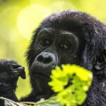 Beverly Joubert Instagram - Framed by the lush green vegetation of its rainforest habitat in Rwanda's Volcanoes National Park, this young gorilla stared at my camera with a curious, human-like expression. Gorillas are entirely reliant on their forest homes for food and shelter, but rampant deforestation is rapidly destroying the canopies that still remain. Their eradication is not only dire for species like gorillas but for all life which depends on nature's delicate balance to survive. Forests contain over half the global carbon stock in soils and vegetation, and help provide 75% of the world's accessible freshwater. This International Day of Forests, we're reminded of the importance of these habitats and the vital need to protect them.⁣⁣ ⁣⁣ #InternationalDayofForests #conservation #forest