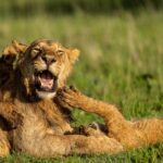 Beverly Joubert Instagram - Open mouth, insert foot.⁣ ⁣ This young male was surprisingly tolerant of the rough-and-tumble games initiated by the pride's smallest members. For the cubs, playtime – which is most of the time – is an opportunity to learn and discover. For this subadult male who became the unwilling victim of their exuberant pouncing, it's a lesson in patience.⁣ ⁣ #lion #wildlife #nature #bigcats #bigcatsofinstagram