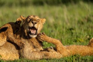 Beverly Joubert Instagram - Open mouth, insert foot.⁣
⁣
This young male was surprisingly tolerant of the rough-and-tumble games initiated by the pride's smallest members. For the cubs, playtime – which is most of the time – is an opportunity to learn and discover. For this subadult male who became the unwilling victim of their exuberant pouncing, it's a lesson in patience.⁣
⁣
#lion #wildlife #nature #bigcats #bigcatsofinstagram