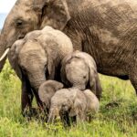 Beverly Joubert Instagram - The festive season is a time to reconnect with family and loved ones and to share special moments with those closest to us. For elephants, family is everything. Bonds amongst herd members are forged early on through play, gentle physical contact, and an intricate communication system that we are yet to fully decipher. Calves rely on their mothers and older elephants for guidance and protection, further underpinning the importance of familial togetherness in the herd. Throughout our years documenting the wonders of the natural world, we have always drawn inspiration from the intelligence, tolerance and empathy of elephants. This holiday season, we will, once again, take our cues from Africa's giants. ⁣ ⁣ #wildlife #nature #elephants