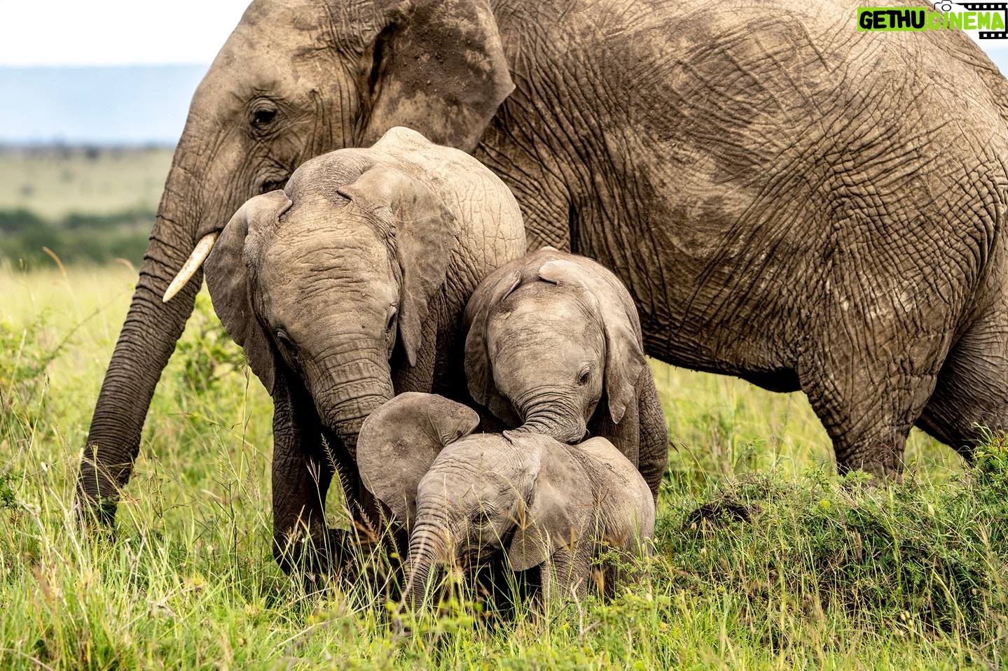 Beverly Joubert Instagram - The festive season is a time to reconnect with family and loved ones and to share special moments with those closest to us. For elephants, family is everything. Bonds amongst herd members are forged early on through play, gentle physical contact, and an intricate communication system that we are yet to fully decipher. Calves rely on their mothers and older elephants for guidance and protection, further underpinning the importance of familial togetherness in the herd. Throughout our years documenting the wonders of the natural world, we have always drawn inspiration from the intelligence, tolerance and empathy of elephants. This holiday season, we will, once again, take our cues from Africa's giants. #wildlife #nature #elephants