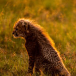 Beverly Joubert Instagram - A pair of cheetah cubs eagerly await the return of their mom, the downy fur on their backs glowing amber in the afternoon sun. At this age, the tiny youngsters are very vulnerable, especially in moments like these when their only source of protection must temporarily abandon them in search of food. But rival predators and wily scavengers are the least of the worries for these big cats. Cheetahs inhabit a fraction of their former range, with only around 7,000 individuals still left in the wild. We are running out of time if we hope to reverse this heartbreaking decline. ⁣⁣⁣ ⁣⁣⁣ So, this #InternationalCheetahDay, let’s join together to raise awareness about the urgent challenges facing these special cats. Their future depends on all of us.⁣ ⁣⁣⁣ To find out what our organisation, the @GreatPlainsFoundation, is doing to safeguard the future of Africa’s big cats, visit www.greatplainsfoundation.com/big-cats-initiative