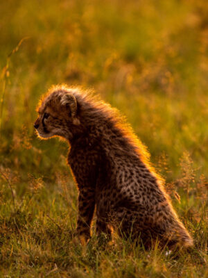 Beverly Joubert Instagram - A pair of cheetah cubs eagerly await the return of their mom, the downy fur on their backs glowing amber in the afternoon sun. At this age, the tiny youngsters are very vulnerable, especially in moments like these when their only source of protection must temporarily abandon them in search of food. But rival predators and wily scavengers are the least of the worries for these big cats. Cheetahs inhabit a fraction of their former range, with only around 7,000 individuals still left in the wild. We are running out of time if we hope to reverse this heartbreaking decline. ⁣⁣⁣
⁣⁣⁣
So, this #InternationalCheetahDay, let’s join together to raise awareness about the urgent challenges facing these special cats. Their future depends on all of us.⁣
⁣⁣⁣
To find out what our organisation, the @GreatPlainsFoundation, is doing to safeguard the future of Africa’s big cats, visit www.greatplainsfoundation.com/big-cats-initiative
