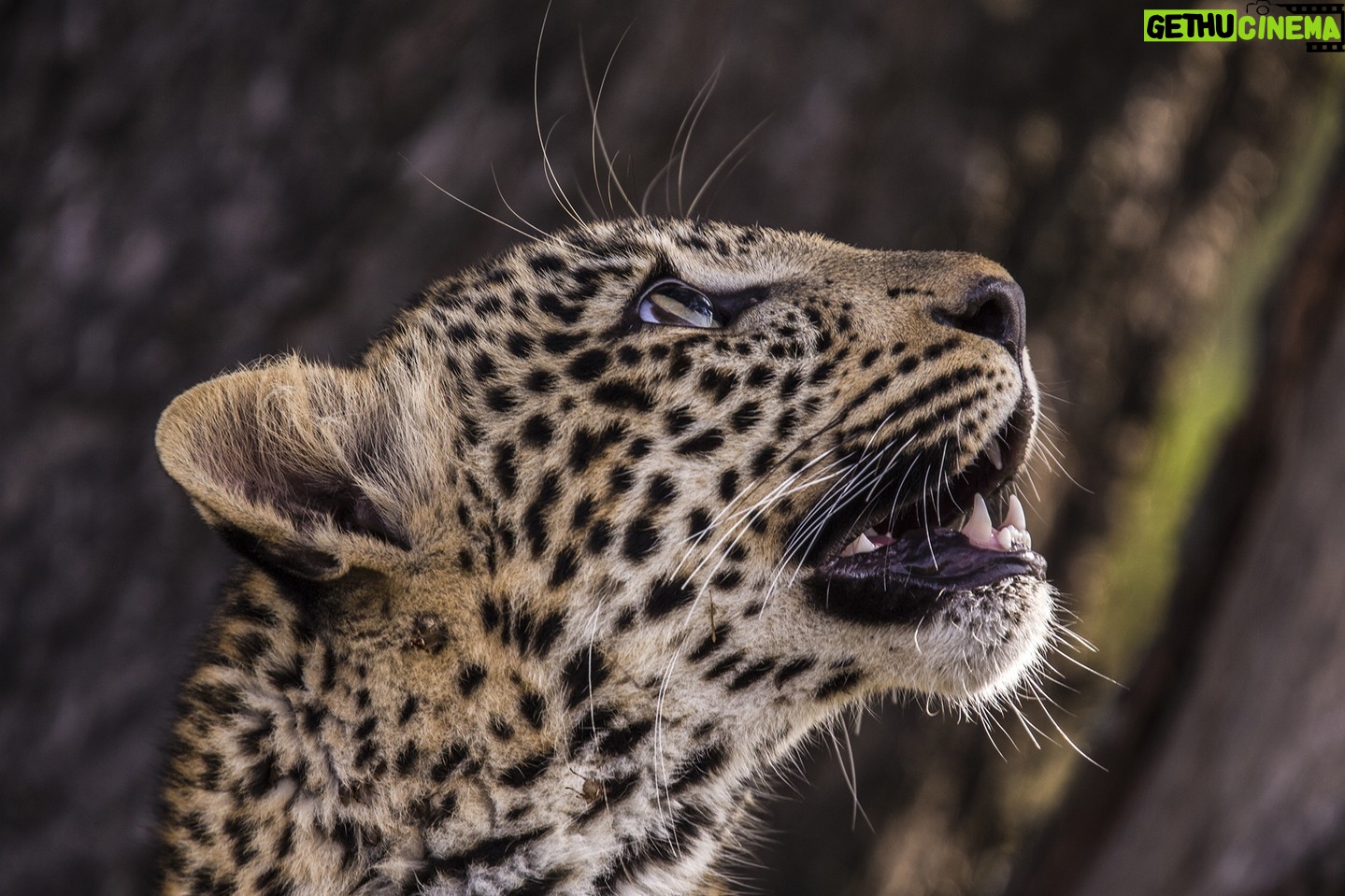 Beverly Joubert Instagram - The slightest movement or sound can trigger a leopard's finely tuned instincts. A flicker in the branches above captured the attention of this young cat and her curiosity took over. For leopard cubs, exploration is essential. With every sound she investigates, and every movement she chases, she's learning and processing her experiences into a refined set of skills that will one day allow her to hunt and survive on her own. #leopard #bigcatsofinstagram #wildlife #nature