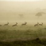 Beverly Joubert Instagram - On Kenya's open plains, there's little shelter from a downpour. This herd of impala were forced to endure the deluge, which painted the landscape in a haze of sepia as the afternoon sun fought to break through the storm clouds. For the impala, the unpleasantness is fleeting and the rain brings with it the promise of new growth – fresh grass shoots on which the antelope will soon feast.⁣ ⁣ #wildlife #rain #Kenya