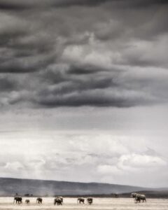 Beverly Joubert Instagram - Under a seemingly endless Kenyan sky – clouds swollen grey with the promise of rain – a herd of elephants march across a barren plain in search of food. With great size comes great nutritional needs, and elephants sometimes travel vast distances in search of fresh drinking water and food. Resilient and resourceful as they are, these giants may still suffer and possibly perish during prolonged dry spells. As climatic conditions continue to shift and droughts become more regular and severe, elephants (along with a host of other species) face an uncertain future.⁣⁣ ⁣⁣ #elephants #wildlife #nature