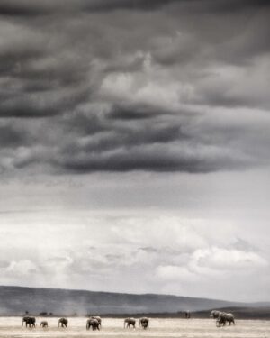 Beverly Joubert Instagram - Under a seemingly endless Kenyan sky – clouds swollen grey with the promise of rain – a herd of elephants march across a barren plain in search of food. With great size comes great nutritional needs, and elephants sometimes travel vast distances in search of fresh drinking water and food. Resilient and resourceful as they are, these giants may still suffer and possibly perish during prolonged dry spells. As climatic conditions continue to shift and droughts become more regular and severe, elephants (along with a host of other species) face an uncertain future.⁣⁣
⁣⁣
#elephants #wildlife #nature