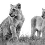 Beverly Joubert Instagram – There’s an undeniable shimmer of curiosity in the eyes of lion cubs, a sharp inquisitiveness that drives their urge to explore and investigate. It’s an important trait that helps the cats make sense of their surroundings and learn the artillery of skills needed to survive. These two cubs will soon graduate from exuberant games with their siblings to joining the pride on a hunt, as their playful curiosity gives way to more determined and deadly instincts.⁣⁣
⁣⁣
#lions #bigcats #bigcatsofinstagram