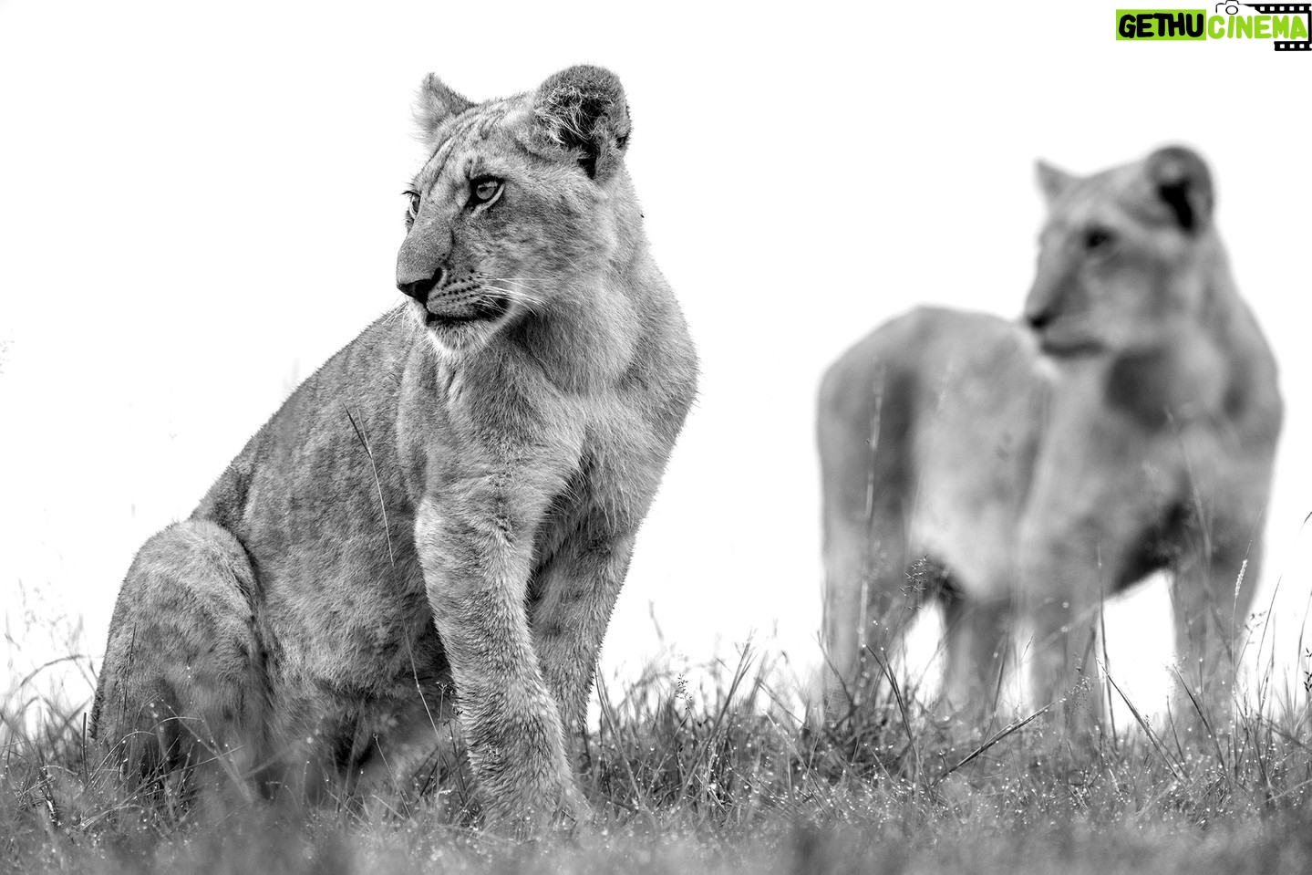 Beverly Joubert Instagram - There's an undeniable shimmer of curiosity in the eyes of lion cubs, a sharp inquisitiveness that drives their urge to explore and investigate. It's an important trait that helps the cats make sense of their surroundings and learn the artillery of skills needed to survive. These two cubs will soon graduate from exuberant games with their siblings to joining the pride on a hunt, as their playful curiosity gives way to more determined and deadly instincts. #lions #bigcats #bigcatsofinstagram