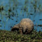 Beverly Joubert Instagram - Spotting a pangolin in the wild is rare. In all our years documenting wildlife, often spending weeks embedded in the bush, we've only seen a handful of these elusive mammals in the wild. They're often more active at night, shuffling through the undergrowth in search of termites, ants and larvae, which they dig out of nests and burrows using their impressive claws. Once they've carved an opening in the dirt, a long sticky tongue goes to work sucking up insects en masse. ⁣ ⁣ They are profoundly unique animals. But they are also under threat. All eight species of pangolins found throughout the world are threatened by the illegal wildlife trade and populations are rapidly declining. Despite their shy nature, they remain one of the most trafficked mammals in the world and are illegally trapped in their thousands to feed a growing demand for their scales and meat. Without strict regulations and enforcement, these remarkable animals may be pushed to extinction. This #WorldPangolinDay, let's join forces and pledge to never let that happen.⁣ ⁣⁣ #pangolin #PangolinsDay #wildlife #nature #wildlifeconservation