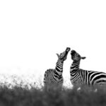 Beverly Joubert Instagram - For zebras, life in the herd is not always peaceful. Zebra societies are defined by strict hierarchies and these social systems can be intricate and complex. A single dominant male usually reigns over family groups called harems that are made up of mares and their recent offspring. Alpha stallions are highly protective of their harems and will readily take on challenges from competing bachelors. This can sometimes lead to fierce clashes between males that involve a lot of biting and kicking. If a challenging bachelor wins one of these showdowns, the loser must relinquish his harem to join a bachelor herd, along with other ousted males and young stallions that are yet to rise through the ranks.⁣⁣⁣ ⁣⁣ #zebra #wildlife #nature