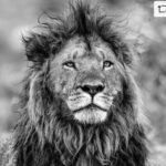 Beverly Joubert Instagram - #Repost from @natgeo Photo by @beverlyjoubert | Kenya’s wilderness areas may be a stronghold for Africa’s lions, but no country on the continent remains untouched by the challenges facing these majestic predators. The statistics can often feel disheartening and overwhelming. According to some estimates, lion numbers have dropped by 43% over the past 21 years, and many of the remaining 62 wild lion populations are now precariously small. Yet it is also true that dedicated, determined conservation efforts really can make a difference. In certain parts of Africa, there have been encouraging successes in revitalizing populations, bringing these predators back to areas where they had long been absent. What is urgently needed is the restoration of natural landscapes and the creation of interconnected wildlife corridors, so that lions can regain the critical space they need to thrive.