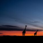 Beverly Joubert Instagram - Standing tall. In the fiery glow of a Kenyan sunset, these giraffes kept their eyes fixed on the horizon. Long-distance surveying is a perk that comes with being Africa's tallest mammals, but even giraffes are prone to attacks from opportunistic predators. As darkness sets in, the herd must find a safe spot to settle where they're able to scan for approaching threats. Giraffes rarely graze or travel on their own, preferring to move in herds that provide safety in numbers and more eyes sweeping their landscape for lurking predators. ⁣ ⁣ Giraffe societies are about more than just safety though. Herds are cooperative and interdependent and, much like elephants, older matriarchs play a vital role imparting knowledge to the next generation. ⁣ ⁣ #giraffe #wildlife #nature⁣