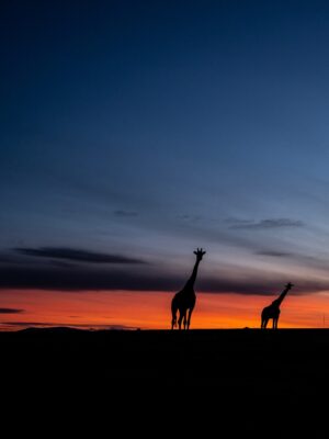 Beverly Joubert Instagram - Standing tall. In the fiery glow of a Kenyan sunset, these giraffes kept their eyes fixed on the horizon. Long-distance surveying is a perk that comes with being Africa's tallest mammals, but even giraffes are prone to attacks from opportunistic predators. As darkness sets in, the herd must find a safe spot to settle where they're able to scan for  approaching threats. Giraffes rarely graze or travel on their own, preferring to move in herds that provide safety in numbers and more eyes sweeping their landscape for lurking predators. ⁣
⁣
Giraffe societies are about more than just safety though. Herds are cooperative and interdependent and, much like elephants, older matriarchs play a vital role imparting knowledge to the next generation. ⁣
⁣
#giraffe #wildlife #nature⁣