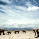 Beverly Joubert Instagram - Striding into a new year ...⁣ ⁣ As we prepare for another year of documenting our planet's remarkable species and fighting for their protection, we're once again taking our inspiration from elephants. Much like the gentle giants we have been fortunate enough to spend countless hours observing, we will try to navigate the new year with empathy, grace and compassion.⁣ #newyear #elephant #wildlife