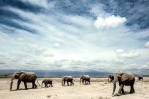 Beverly Joubert Instagram - Striding into a new year ...⁣
⁣
As we prepare for another year of documenting our planet's remarkable species and fighting for their protection, we're once again taking our inspiration from elephants. Much like the gentle giants we have been fortunate enough to spend countless hours observing, we will try to navigate the new year with empathy, grace and compassion.⁣

#newyear #elephant #wildlife