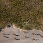 Beverly Joubert Instagram - As if in a coordinated procession, a small herd of oryx charge across the Makgadikgadi salt pans, the afternoon sun stretching their shadows out behind them like trailing wakes on the parched sand. Adapted to life in arid areas, oryx can survive for extended periods without water. In desert regions where a drink is hard to come by, these resilient antelope forage for moisture-rich tubers, thick-leaved plants, and wild melons. ⁣ ⁣ #wildlife #Makgadikgadi