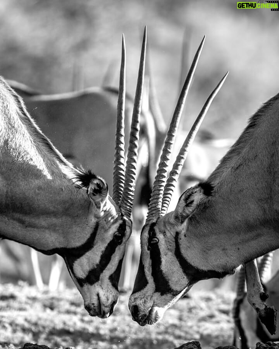 Beverly Joubert Instagram - Face-off. The striking facial patterns of these fringe-eared oryx almost merge into one as the two bulls clash heads in a battle for dominance. These fights usually involve a lot of head butting and shoving, but they rarely end in actual, injury inflicting gouging (despite the antelope sporting some impressive weaponry). #oryx #wildlife