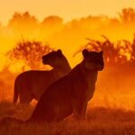 Beverly Joubert Instagram - Every moment spent in nature is special and gives us a reason to hope and persevere on our journey to protect our planet. I’m excited to share some of my most treasured images from this year – what scenes have inspired you in 2023? Use this audio and share your pictures of the year with @natgeo using #NatGeoPOY23⁣⁣ ⁣⁣ Image 1: These muscular cats moved with purpose through a crimson-soaked dawn, likely on their way to find a shady spot to settle for the day.⁣⁣ Botswana’s Okavango Delta, with its undisturbed wetlands and seasonally flooded grasslands, is one of only a few African strongholds for lions. Photographing these cats in a landscape so vast and varied is a special experience.⁣⁣ ⁣⁣ Image 2: Ever vigilant, this cheetah mom in Kenya’s Maasai Mara scanned the horizon for approaching threats or potential meals. Her tiny cub could do little more than watch, huddled at her feet. At this age, he’s almost entirely reliant on his mom, and will stick close to her until he’s big enough to venture off on his own.⁣⁣ ⁣⁣ Image 3: The natural world abounds with fascinating examples of interconnectedness. Giraffes are often accompanied by oxpeckers, industrious birds that greedily take advantage of any burrowing parasites embedded in the animals’ skin. It’s a relationship of give and take, sacrifice and reward that – like so many other examples of nature’s interdependence – helps bring balance.⁣⁣ ⁣⁣ Image 4: In a scene that feels almost prehistoric, a rhino grazes against a backdrop of clouds swollen with the promise of rain. In many parts of Africa, government officials and private game reserve owners have opted to dehorn their rhinos in an effort to make them less appealing to poachers. It’s becoming rarer to see rhinos in the wild with their horns still intact.⁣⁣ Image 5: No matter how many hours I spend in the company of elephants, I still experience moments of astonishment at their extraordinary social cohesion. Born into extended family groups, elephant calves are not only nurtured by their mothers, but they also receive protection from older siblings and relatives. This calf, nestled under its mother’s protective underbelly was guarded by the herd.