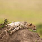 Beverly Joubert Instagram - Let sleeping cats lie. ⁣ ⁣ Cheetahs often use termite mounds as lookouts to scan their surroundings for potential prey, but this cat was quite content to sprawl out on top of its vantage point, clearly not yet ready to go on the hunt. These speedy predators expend a huge amount of energy chasing down their prey in high-speed pursuits, so some pre-hunt rest is always welcome. ⁣ #cheetah #bigcats #bigcatsofinstagram #wildlife #nature