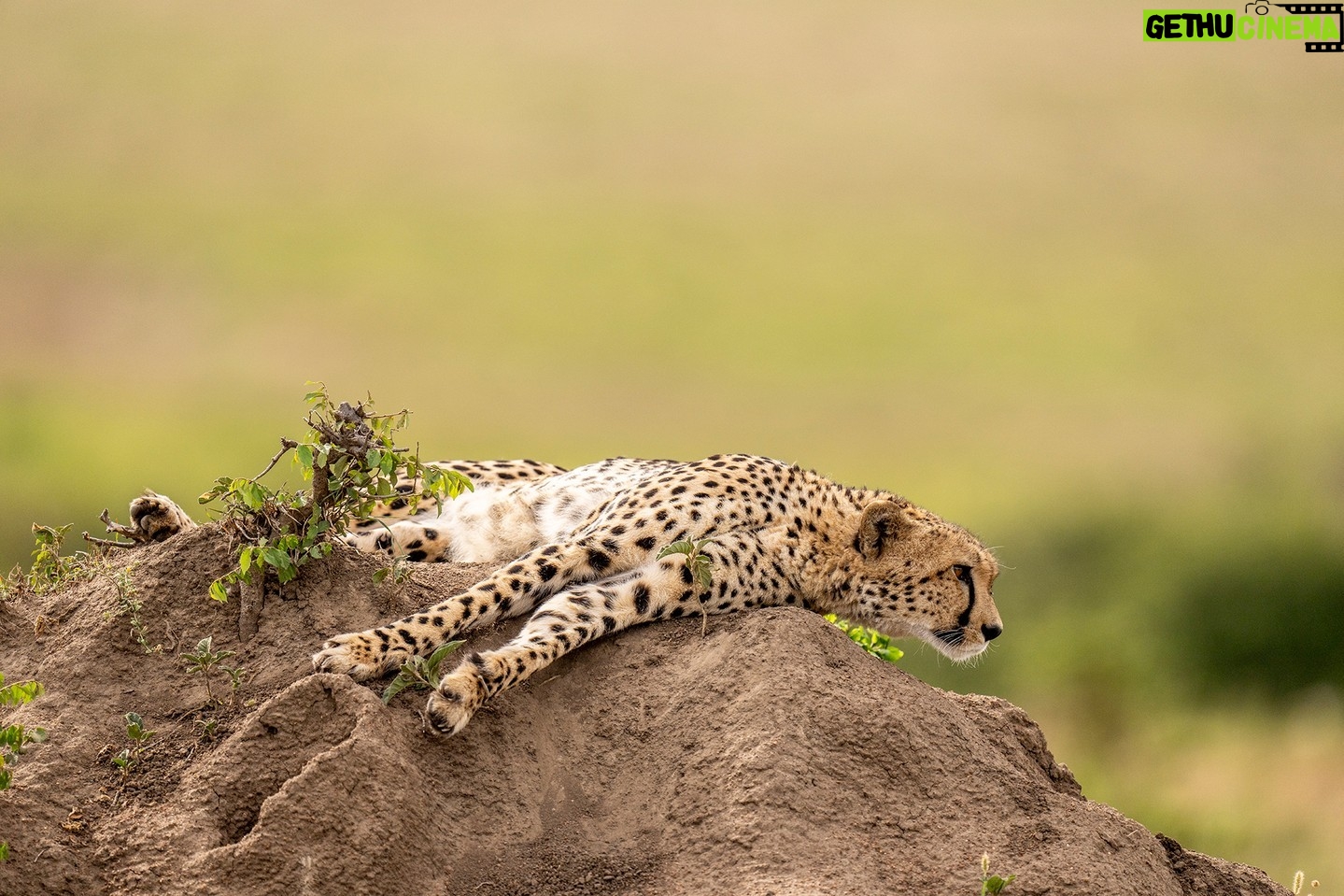 Beverly Joubert Instagram - Let sleeping cats lie. Cheetahs often use termite mounds as lookouts to scan their surroundings for potential prey, but this cat was quite content to sprawl out on top of its vantage point, clearly not yet ready to go on the hunt. These speedy predators expend a huge amount of energy chasing down their prey in high-speed pursuits, so some pre-hunt rest is always welcome. #cheetah #bigcats #bigcatsofinstagram #wildlife #nature