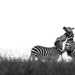 Beverly Joubert Instagram - For zebras, life in the herd is not always peaceful. Zebra societies are defined by strict hierarchies and these social systems can be intricate and complex. A single dominant male usually reigns over family groups called harems that are made up of mares and their recent offspring. Alpha stallions are highly protective of their harems and will readily take on challenges from competing bachelors. This can sometimes lead to fierce clashes between males that involve a lot of biting and kicking. If a challenging bachelor wins one of these showdowns, the loser must relinquish his harem to join a bachelor herd, along with other ousted males and young stallions that are yet to rise through the ranks.⁣⁣⁣ ⁣⁣ #zebra #wildlife #nature