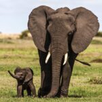 Beverly Joubert Instagram - So much hope rests on those wobbly legs. It’ll take at least 10 years for this elephant to reach maturity. Ten long years where the youngster may encounter shrinking habitats, altered landscapes, and malicious humans. If the calf makes it, he’ll have an important role to play in helping nurture the next generation of elephants – a generation that may face even greater threats. These giants need safe space to roam in protected landscapes where they can live in harmony with humans. ⁣ ⁣ @DereckJoubert and I recently hosted a number of speaking events in Florida where our goal was to share the urgent need to protect wild spaces and species and safeguard them for future generations. An African savannah without elephants is something we cannot fathom. ⁣ ⁣ Visit www.greatplainsfoundation to find out more about what we are doing to protect our planet and how you can get involved.⁣ ⁣ #wildlifeconservation #elephants