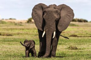 Beverly Joubert Instagram - So much hope rests on those wobbly legs. It’ll take at least 10 years for this elephant to reach maturity. Ten long years where the youngster may encounter shrinking habitats, altered landscapes, and malicious humans. If the calf makes it, he’ll have an important role to play in helping nurture the next generation of elephants – a generation that may face even greater threats. These giants need safe space to roam in protected landscapes where they can live in harmony with humans. ⁣
⁣
@DereckJoubert and I recently hosted a number of speaking events in Florida where our goal was to share the urgent need to protect wild spaces and species and safeguard them for future generations. An African savannah without elephants is something we cannot  fathom. ⁣
⁣
Visit www.greatplainsfoundation to find out more about what we are doing to protect our planet and how you can get involved.⁣
⁣
#wildlifeconservation #elephants