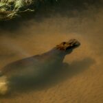 Beverly Joubert Instagram - In large swamps like Botswana's Okavango Delta, reeds grow rapidly, clogging up channels, building silt and ultimately damming the water. That's where species like hippos come in. These mega herbivores use their bulk to ensure that pathways through the aquatic vegetation remain open allowing other animals to access these areas and maintaining the delicate delta ecosystem. Without hippos, landscapes like the Okavango Delta would transform into something else entirely.⁣ ⁣ #nature #wildlife #hippo #Okavango