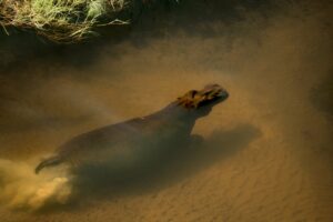 Beverly Joubert Instagram - In large swamps like Botswana's Okavango Delta, reeds grow rapidly, clogging up channels, building silt and ultimately damming the water. That's where species like hippos come in. These mega herbivores use their bulk to ensure that pathways through the aquatic vegetation remain open allowing other animals to access these areas and maintaining the delicate delta ecosystem. Without hippos, landscapes like the Okavango Delta would transform into something else entirely.⁣
⁣
#nature #wildlife #hippo #Okavango