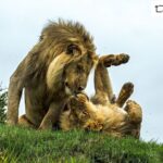 Beverly Joubert Instagram - #Repost from @natgeo Photo by @beverlyjoubert | A moment of affection in the heart of Botswana’s Okavango Delta captures the essence of the vital social bonds among male lions. From hunting success to territorial defense, these alliances are crucial to survival in the challenging, competitive, and often brutal world of these big cats. It takes time and many shared trials for these bonds to develop, which makes moments like this one more important than they might seem. Grooming rituals, mutual care, and shared affection form the very fabric of the ties that bind.