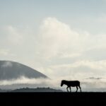 Beverly Joubert Instagram - Wildlife photography is largely about putting yourself in the right place at the right time and waiting for the magic to happen. This lone zebra was the perfect accompaniment to a moody, misty Mara morning.⁣⁣ ⁣⁣ #zebra #Mara #wildlifephotography