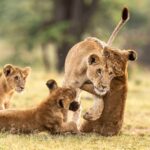 Beverly Joubert Instagram - Lions are coordinated hunters. To successfully bring down large prey, each cat has a role to play, and they usually take their cues from the most experienced members of the pride. Cubs take every opportunity they get to practise their stalking and pouncing skills, and mom is often the unwilling victim of their boisterous attacks.⁣ ⁣ #lions #wildlife #nature #bigcatsofinstagram
