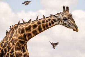 Beverly Joubert Instagram - All aboard! It’s not uncommon to see giraffes accompanied by a sizeable entourage of oxpeckers. These resourceful birds pluck off parasites embedded in the giraffe’s skin, so the hitchhikers are usually tolerated in exchange for this vital cleaning service. The relationship is not entirely symbiotic though. Oxpeckers have also been recorded pecking at open wounds to feast on blood, which can slow the healing process putting large mammals at risk of infection. If the birds become too much of an irritation, a flick of the neck should send them fluttering away … temporarily, at least.⁣
⁣
#giraffe #wildlife #nature