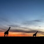Beverly Joubert Instagram - Standing tall. In the fiery glow of a Kenyan sunset, these giraffes kept their eyes fixed on the horizon. Long-distance surveying is a perk that comes with being Africa's tallest mammals, but even giraffes are prone to attacks from opportunistic predators. As darkness sets in, the herd must find a safe spot to settle where they're able to scan for approaching threats. Giraffes rarely graze or travel on their own, preferring to move in herds that provide safety in numbers and more eyes sweeping their landscape for lurking predators. ⁣ ⁣ Giraffe societies are about more than just safety though. Herds are cooperative and interdependent and, much like elephants, older matriarchs play a vital role imparting knowledge to the next generation. ⁣ ⁣ #giraffe #wildlife #nature⁣