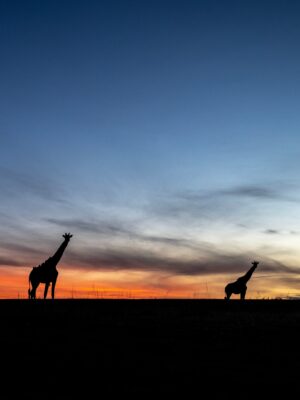 Beverly Joubert Instagram - Standing tall. In the fiery glow of a Kenyan sunset, these giraffes kept their eyes fixed on the horizon. Long-distance surveying is a perk that comes with being Africa's tallest mammals, but even giraffes are prone to attacks from opportunistic predators. As darkness sets in, the herd must find a safe spot to settle where they're able to scan for  approaching threats. Giraffes rarely graze or travel on their own, preferring to move in herds that provide safety in numbers and more eyes sweeping their landscape for lurking predators. ⁣
⁣
Giraffe societies are about more than just safety though. Herds are cooperative and interdependent and, much like elephants, older matriarchs play a vital role imparting knowledge to the next generation. ⁣
⁣
#giraffe #wildlife #nature⁣