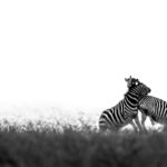 Beverly Joubert Instagram - For zebras, life in the herd is not always peaceful. Zebra societies are defined by strict hierarchies and these social systems can be intricate and complex. A single dominant male usually reigns over family groups called harems that are made up of mares and their recent offspring. Alpha stallions are highly protective of their harems and will readily take on challenges from competing bachelors. This can sometimes lead to fierce clashes between males that involve a lot of biting and kicking. If a challenging bachelor wins one of these showdowns, the loser must relinquish his harem to join a bachelor herd, along with other ousted males and young stallions that are yet to rise through the ranks.⁣⁣⁣ ⁣⁣ #zebra #wildlife #nature