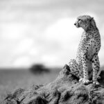 Beverly Joubert Instagram – Cheetahs are among Africa’s most photogenic cats. They’re the feline embodiment of elegance and grace, often showcasing their poise when they survey their territories from the vantage point of a termite mound or a fallen log. Cheetahs fill an important ecological niche, targeting small and medium-sized prey and often leaving something behind for scavengers. If their numbers dwindle, this intricate balance between predator and prey may be pushed out of balance.⁣ And the consequences could be far-reaching. ⁣
⁣
This Earth Day, it’s important to remind ourselves of the interconnectedness of the natural world and our role in protecting this delicate web of life. From awareness and education campaigns to anti-poaching measures and habitat restoration projects, there are many ways we can all contribute to the conservation of threatened species and the landscapes on which they depend.⁣
⁣
#cheetah #wildlife #nature #EarthDay⁣
