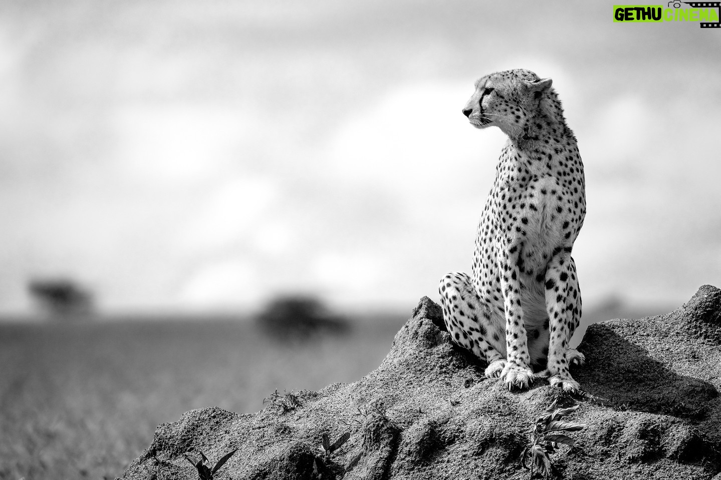 Beverly Joubert Instagram - Cheetahs are among Africa's most photogenic cats. They're the feline embodiment of elegance and grace, often showcasing their poise when they survey their territories from the vantage point of a termite mound or a fallen log. Cheetahs fill an important ecological niche, targeting small and medium-sized prey and often leaving something behind for scavengers. If their numbers dwindle, this intricate balance between predator and prey may be pushed out of balance. And the consequences could be far-reaching. This Earth Day, it's important to remind ourselves of the interconnectedness of the natural world and our role in protecting this delicate web of life. From awareness and education campaigns to anti-poaching measures and habitat restoration projects, there are many ways we can all contribute to the conservation of threatened species and the landscapes on which they depend. #cheetah #wildlife #nature #EarthDay