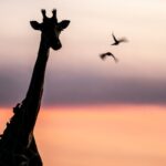 Beverly Joubert Instagram - It's difficult to imagine an African savannah without the statuesque figure of a giraffe decorating the horizon. Sadly, these iconic animals are rapidly disappearing across much of their range. Giraffe populations have declined by 40% in the last 30 years, and there are now fewer than 70,000 mature individuals left in the wild. Space is essential for large mammals, and shrinking habitats combined with a lack of wildlife law enforcement are largely to blame for what many are calling a silent extinction. ⁣⁣ ⁣⁣ But all is not lost. Collaborative action among landowners in suitable giraffe habitats, along with more effective protection, could turn things around. The time to act is now.⁣⁣ ⁣⁣ #giraffes #giraffeconservation #wildlife #conservation #endangeredspecies