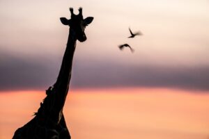Beverly Joubert Instagram - It's difficult to imagine an African savannah without the statuesque figure of a giraffe decorating the horizon. Sadly, these iconic animals are rapidly disappearing across much of their range. Giraffe populations have declined by 40% in the last 30 years, and there are now fewer than 70,000 mature individuals left in the wild. Space is essential for large mammals, and shrinking habitats combined with a lack of wildlife law enforcement are largely to blame for what many are calling a silent extinction. ⁣⁣
⁣⁣
But all is not lost. Collaborative action among landowners in suitable giraffe habitats, along with more effective protection, could turn things around. The time to act is now.⁣⁣
⁣⁣
#giraffes #giraffeconservation #wildlife #conservation #endangeredspecies