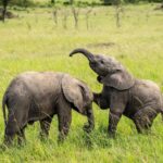 Beverly Joubert Instagram - Before they adopt their regal stature and graceful air, elephants are – like all young mammals – playful and curious. Social bonds are forged early on as elephants develop the skills needed to navigate the social complexities of life in the herd. New research even suggests that these grey giants use vocalisations that are specific to individuals in their social groups, similar to how humans have personal names for each other. It's yet another fascinating discovery that adds to our growing understanding of these sentient, social beings.⁣ ⁣ #elephants #elephant #wildlife
