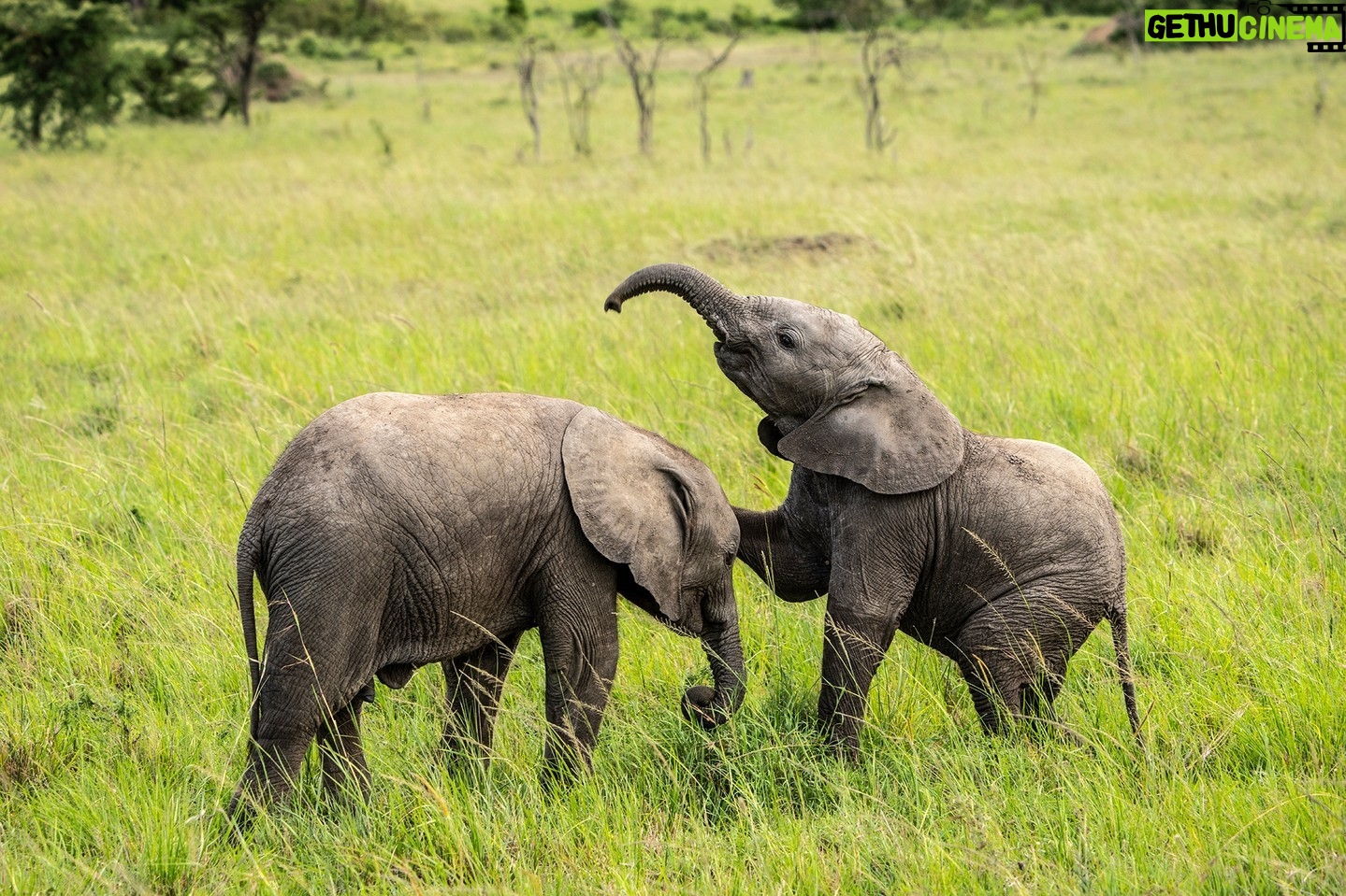 Beverly Joubert Instagram - Before they adopt their regal stature and graceful air, elephants are – like all young mammals – playful and curious. Social bonds are forged early on as elephants develop the skills needed to navigate the social complexities of life in the herd. New research even suggests that these grey giants use vocalisations that are specific to individuals in their social groups, similar to how humans have personal names for each other. It's yet another fascinating discovery that adds to our growing understanding of these sentient, social beings. #elephants #elephant #wildlife