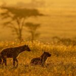 Beverly Joubert Instagram - Awaiting the night. Spotted hyenas do much of their hunting and foraging under the cover of darkness when they can skulk through the blackness undetected. These wily predators have been known to dine on just about everything from large mammals to reptiles. Even birds are on the menu. Recent research out of Namibia shows that hyenas there regularly snack on red-billed queleas – small passerine birds that frequent waterholes in large flocks. It's more evidence that hyenas are not the lowly scavengers they are often made out to be, but rather they are opportunistic, skilled hunters.⁣ ⁣ #wildlife #nature #hyenas