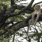 Beverly Joubert Instagram - Love can take many forms, each of them embodying devotion and kindness. Our greatest passion has always been for the African continent with its magnificent wildlife, vast spaces and undeniable beauty. This Valentine's Day – like many before it – we're sending our love to the landscapes, people and places that have given us so much.⁣ The things we love, we cherish and protect.⁣ ⁣ #ValentinesDay #bigcatconservation #leopard