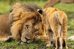 Beverly Joubert Instagram - This look says it all. There's a limit to the patience of adult lions, and this cheeky cub is moments away from a scolding.⁣
⁣⁣
#wildlife #nature #lions #bigcats